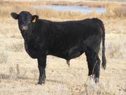 531 Yearling Bull for Sale