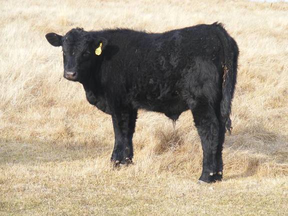 557 Yearling Bull for Sale