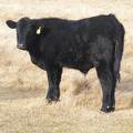 557 Yearling Bull for Sale