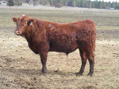 (40Y) Two Year Old Bull for sale April 2019