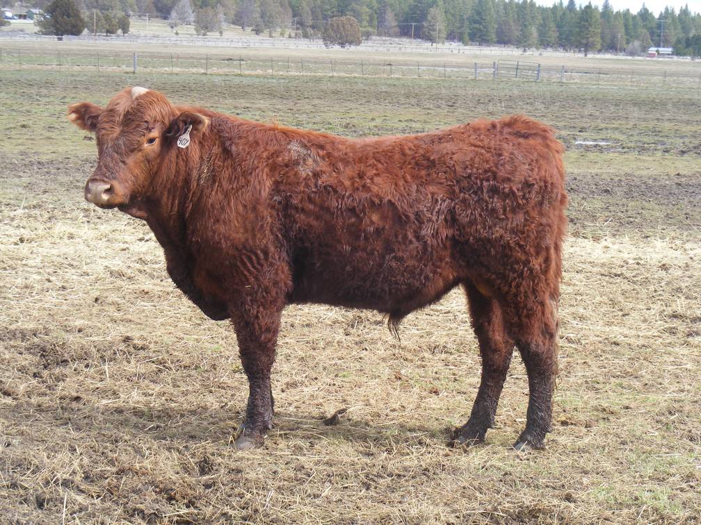 (40Y) Two Year Old Bull for sale April 2019