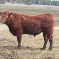 (40Y) Two Year Old Bull for sale April 2019