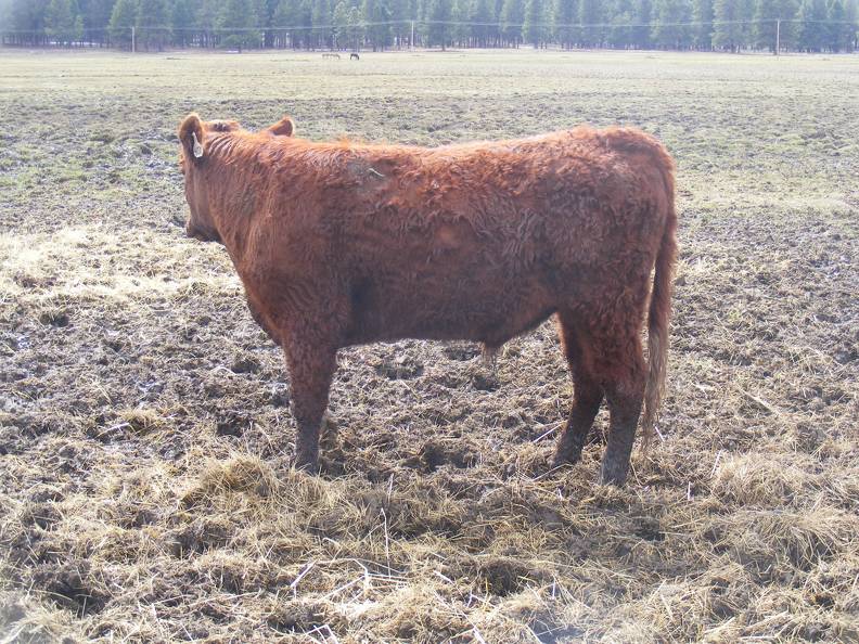 (40Y) Two Year Old Bull for sale April 2019