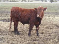 (40Y) Two Year Old Bull for sale April 2019