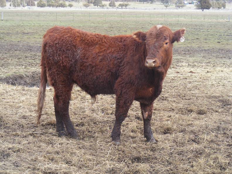 (40Y) Two Year Old Bull for sale April 2019