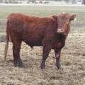 (40Y) Two Year Old Bull for sale April 2019