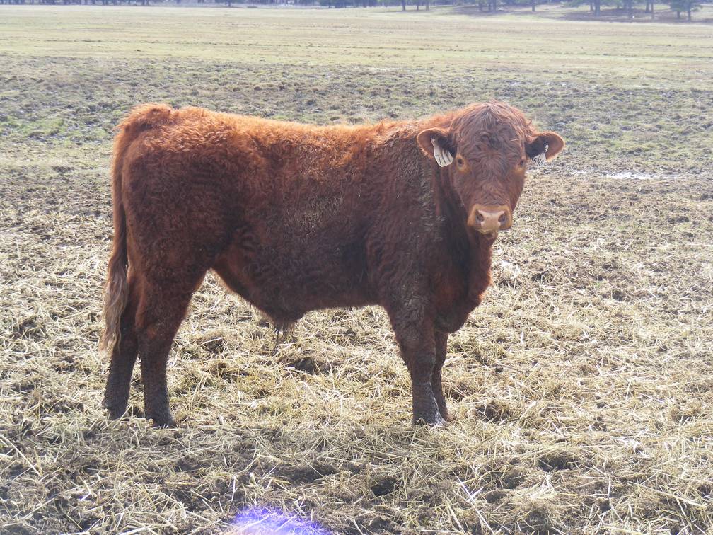 711 Two Year Old Bull for sale April 2019