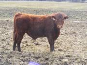 711 Two Year Old Bull for sale April 2019