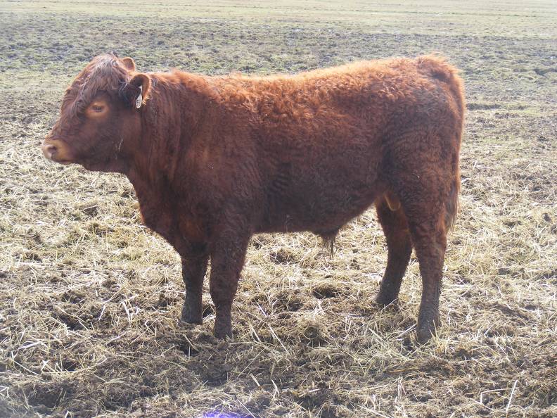 711 Two Year Old Bull for sale April 2019