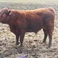 711 Two Year Old Bull for sale April 2019