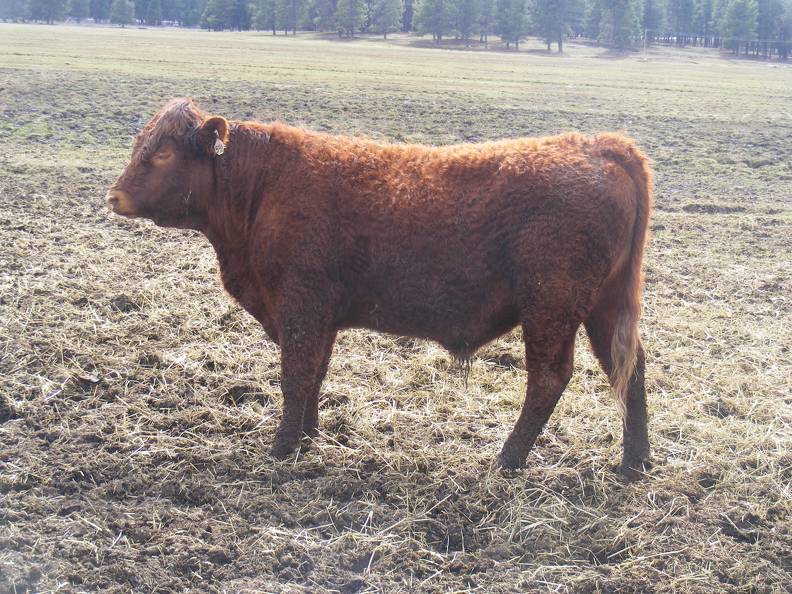 711 Two Year Old Bull for sale April 2019