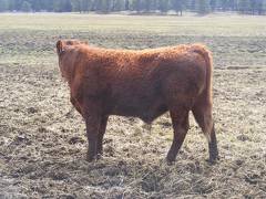 711 Two Year Old Bull for sale April 2019