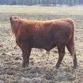 711 Two Year Old Bull for sale April 2019