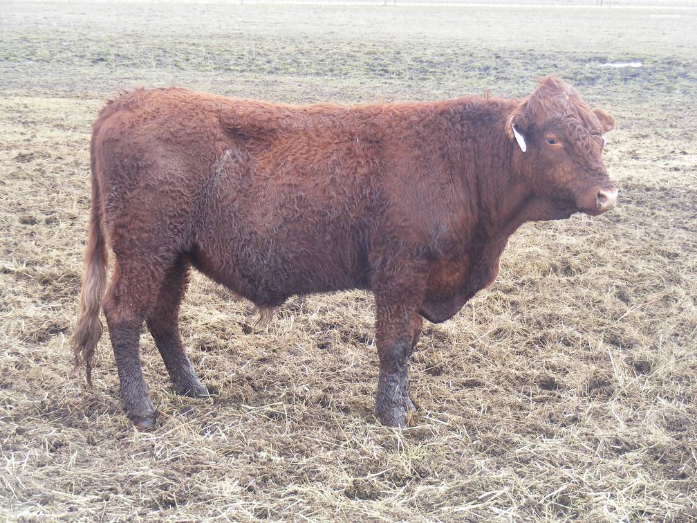 722 Two Year Old Bull for sale April 2019