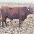 722 Two Year Old Bull for sale April 2019