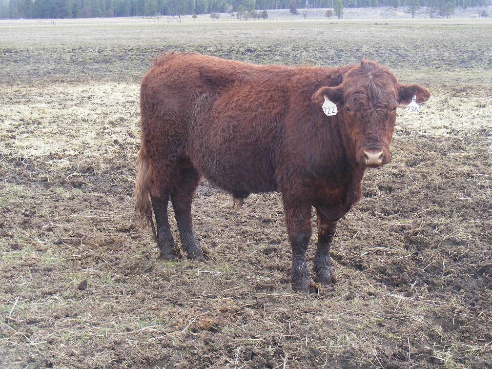 722 Two Year Old Bull for sale April 2019