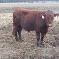 722 Two Year Old Bull for sale April 2019