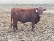 722 Two Year Old Bull for sale April 2019