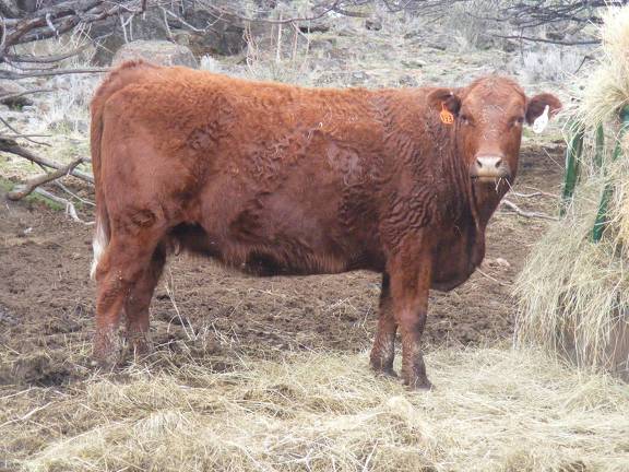 Fall Cow 371