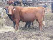 Fall Cow 696