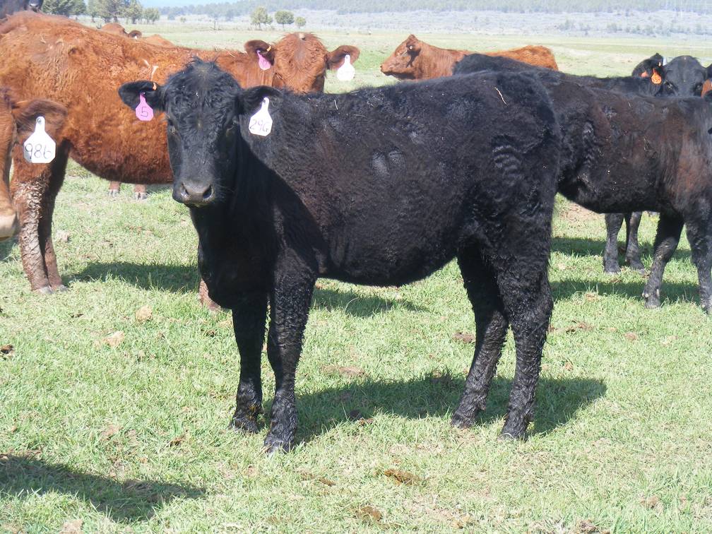 May 2020 Yearling Heifers