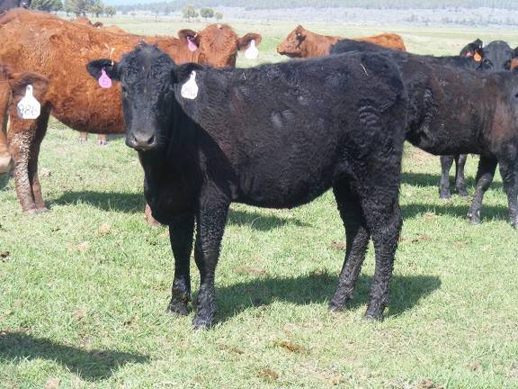 May 2020 Yearling Heifers