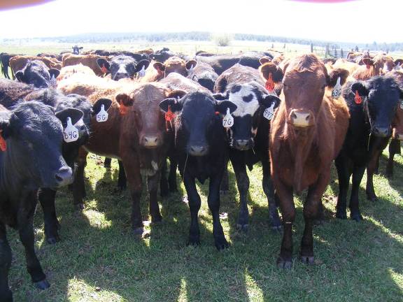 May 2020 Yearling Heifers