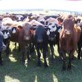 May 2020 Yearling Heifers