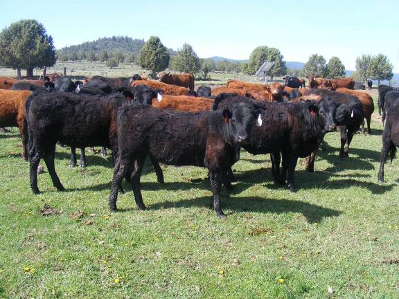 May 2020 Yearling Heifers