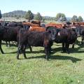 May 2020 Yearling Heifers