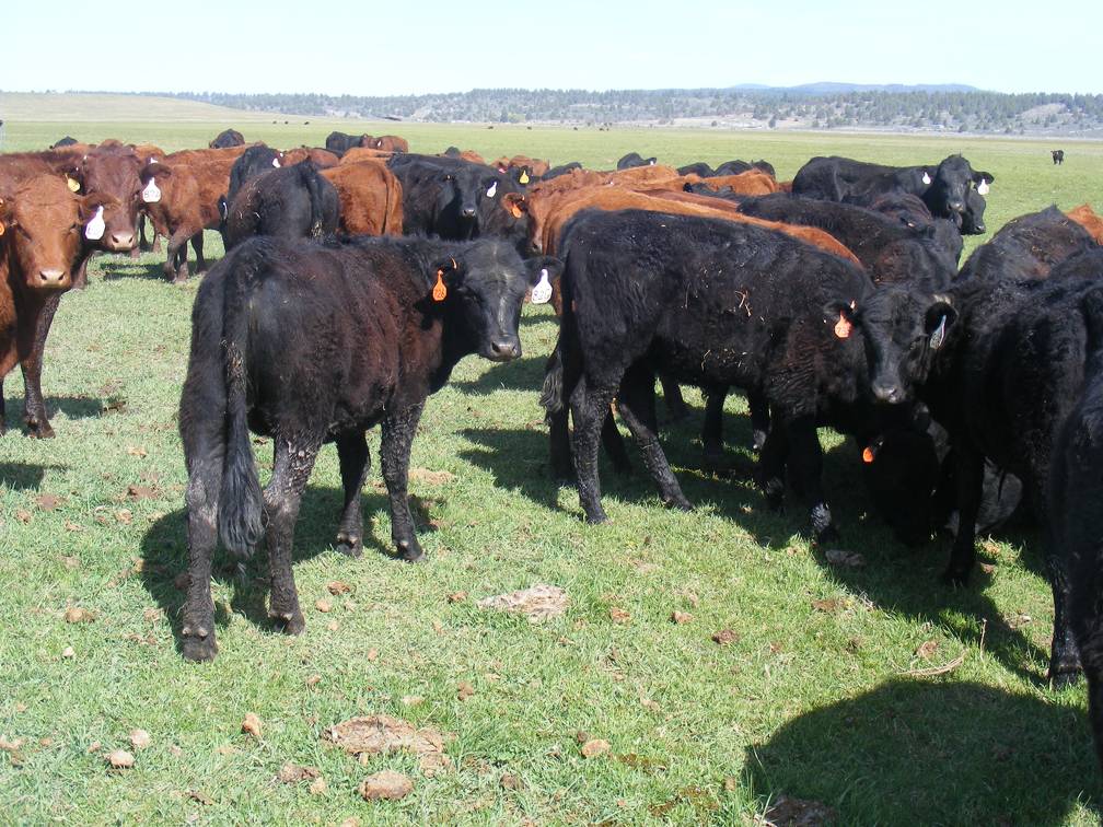 May 2020 Yearling Heifers