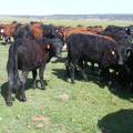 May 2020 Yearling Heifers