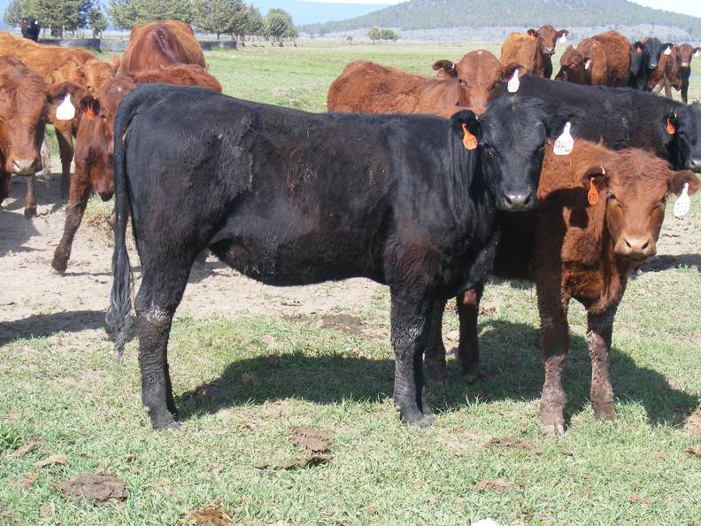 May 2020 Yearling Heifers