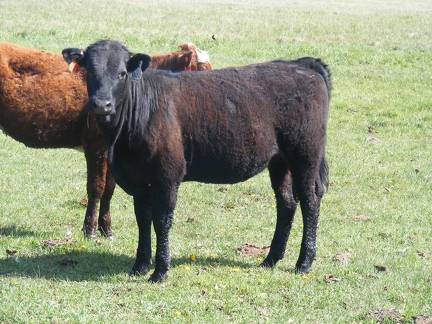 May 2020 Yearling Heifers