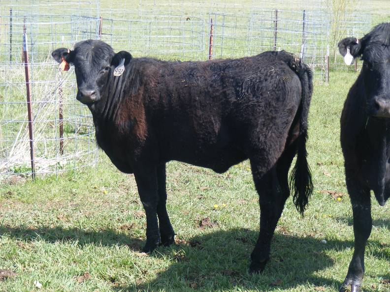 May 2020 Yearling Heifers