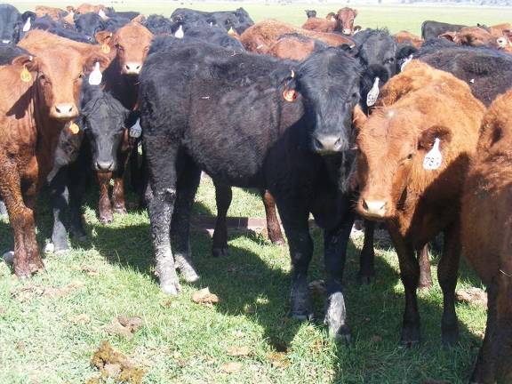 May 2020 Yearling Heifers