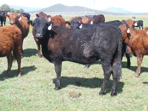 May 2020 Yearling Heifers