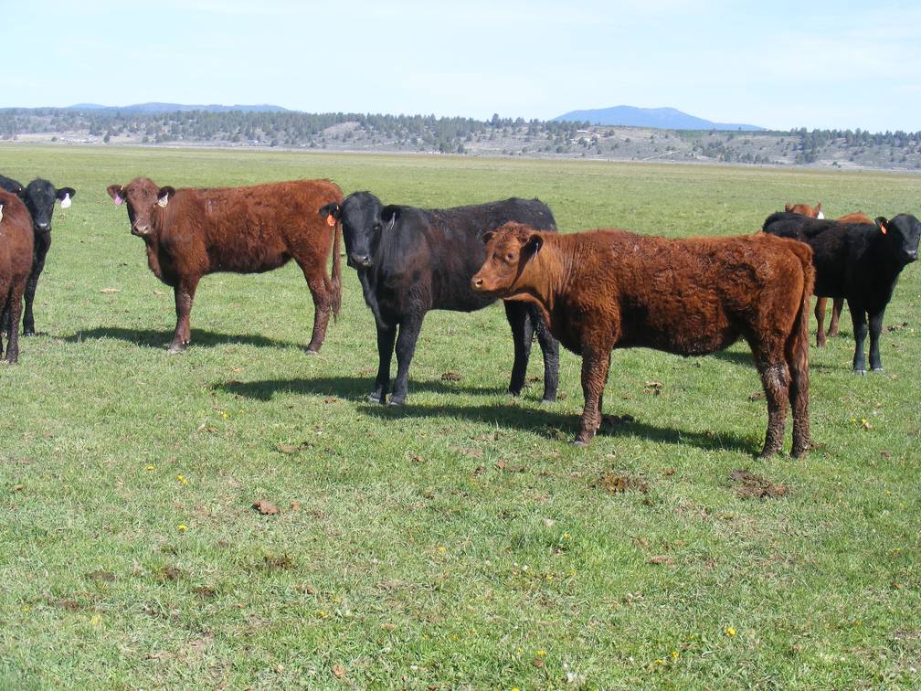 May 2020 Yearling Heifers