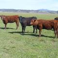 May 2020 Yearling Heifers