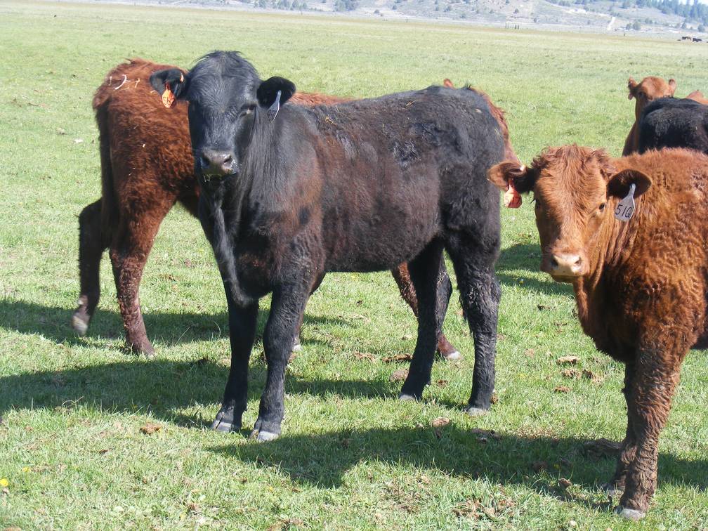 May 2020 Yearling Heifers