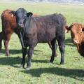 May 2020 Yearling Heifers