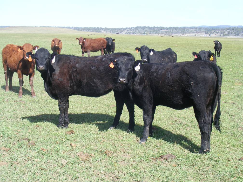 May 2020 Yearling Heifers