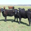 May 2020 Yearling Heifers