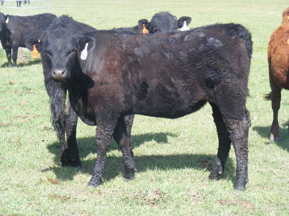 May 2020 Yearling Heifers