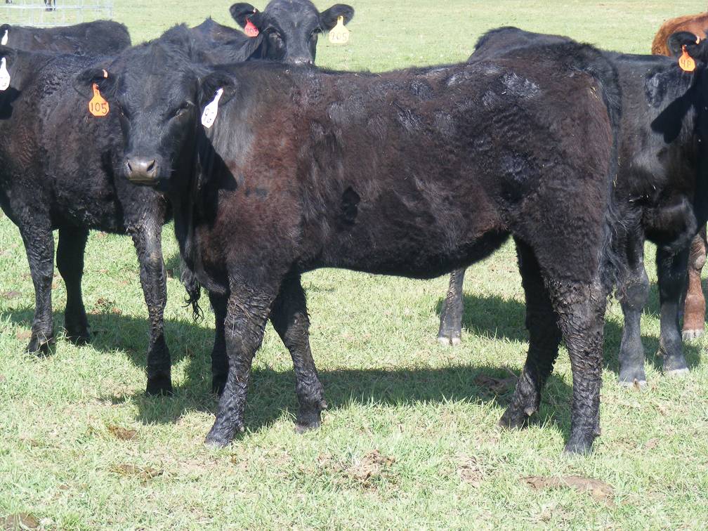 May 2020 Yearling Heifers