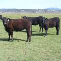 May 2020 Yearling Heifers