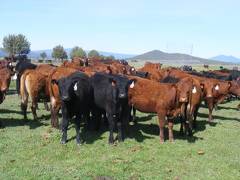 May 2020 Yearling Heifers