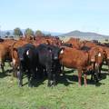 May 2020 Yearling Heifers