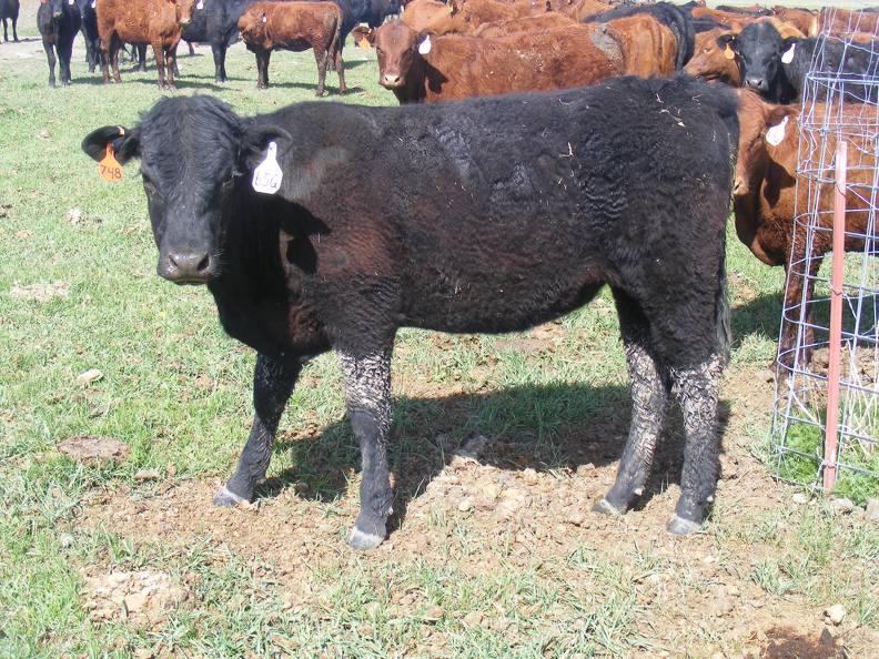 May 2020 Yearling Heifers