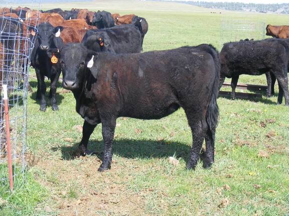 May 2020 Yearling Heifers